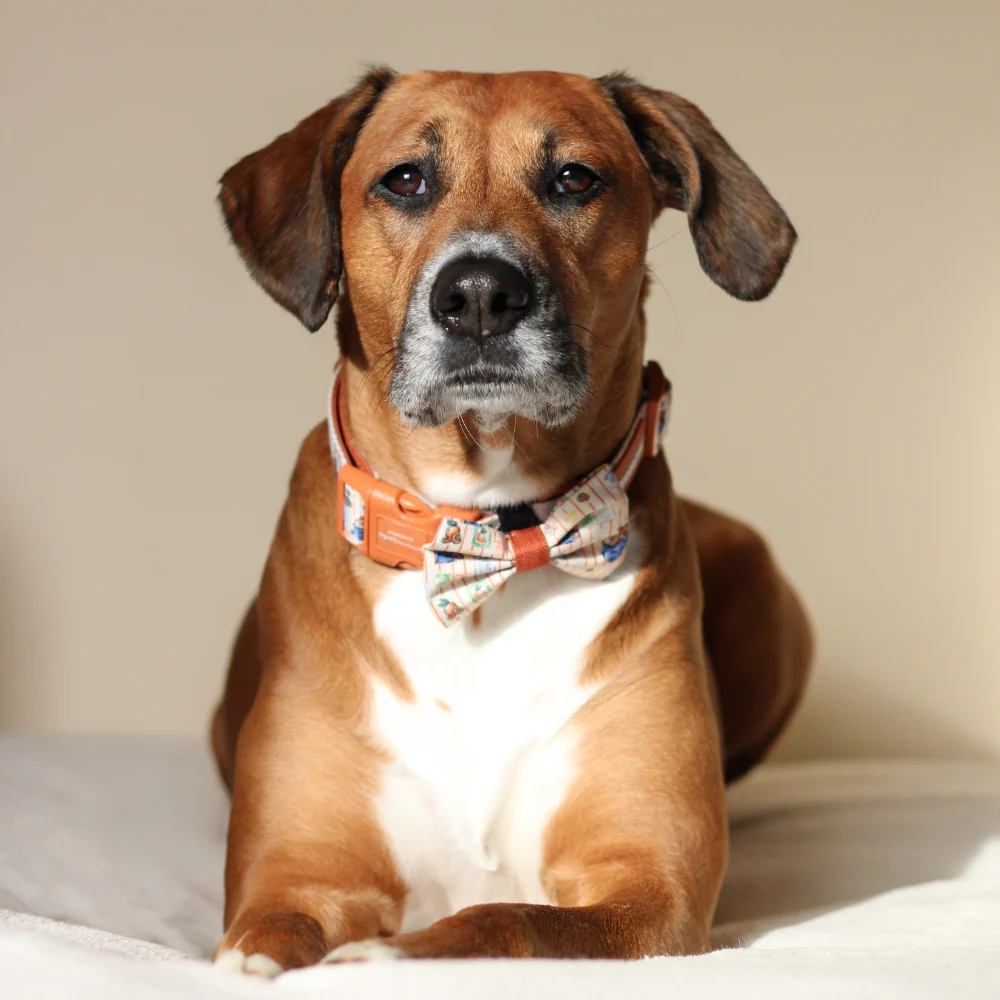 Paddington x Pawsome Paws Dog Bow Tie - Image 3