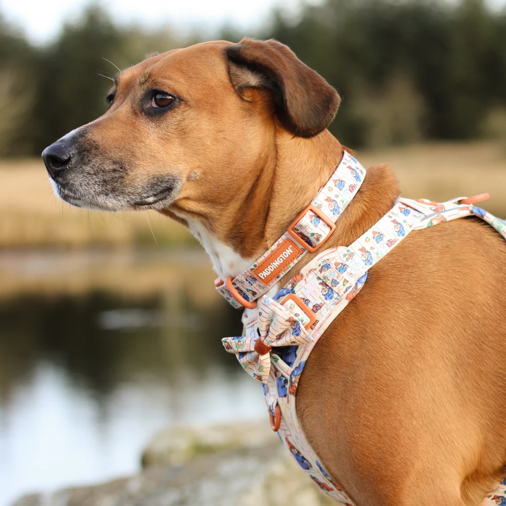 Paddington x Pawsome Paws Dog Collar - Image 3