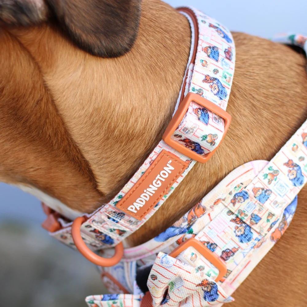 Paddington x Pawsome Paws Dog Collar - Image 4