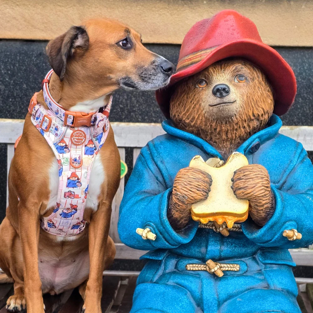Paddington x Pawsome Paws Dog Harness - Image 7